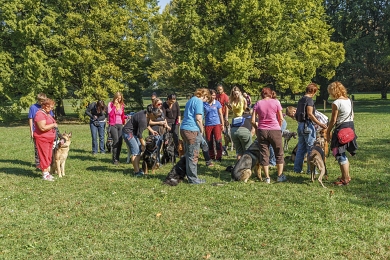 Skupinový výcvik psů Aigon Ostrava